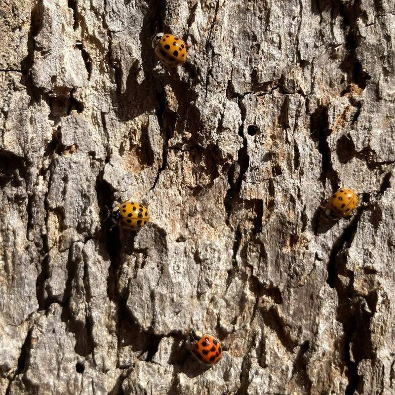 Ladybugs – Inside Tree Bark And Under Rocks