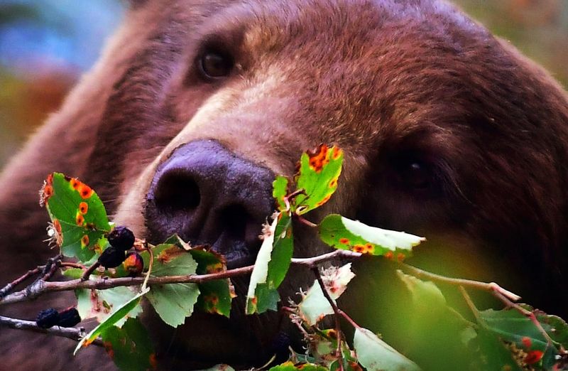 Fruits And Berries