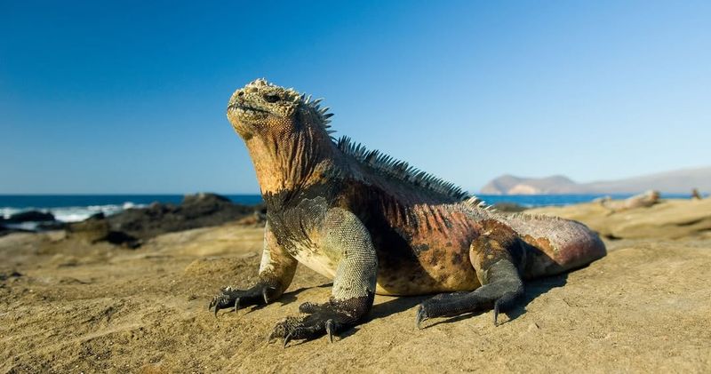 Marine Iguana