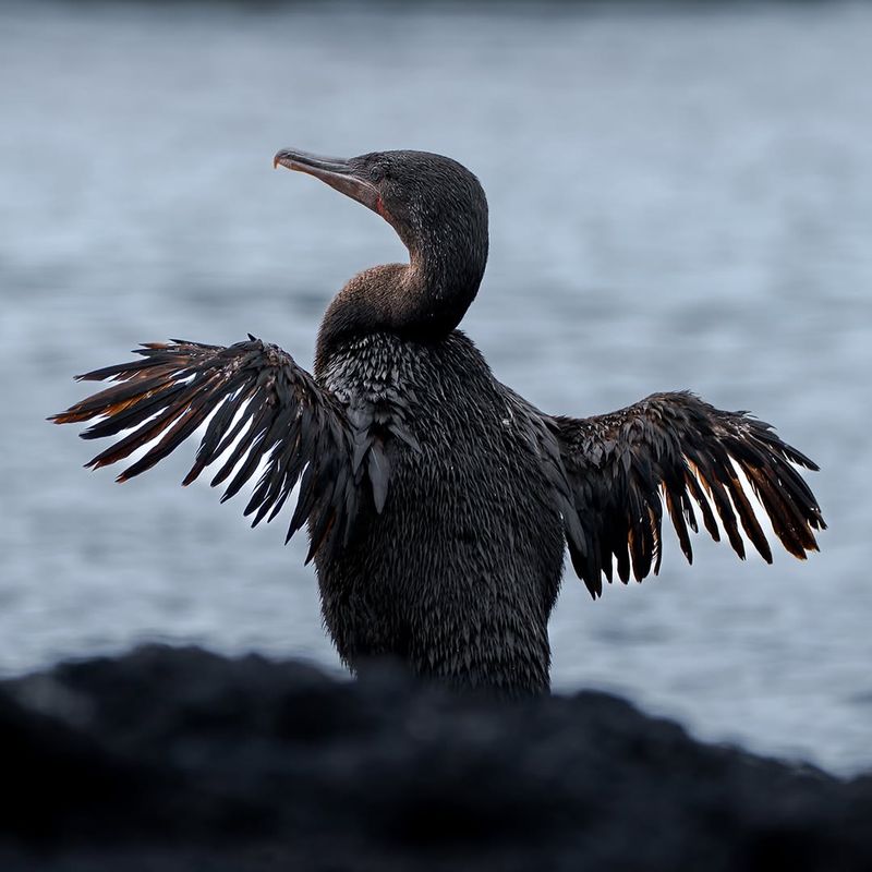 Flightless Cormorant