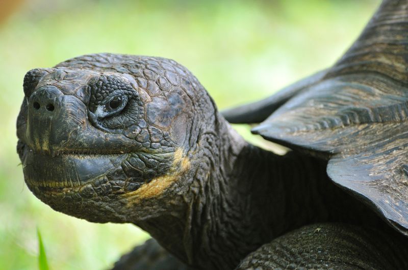 Galapagos Tortoise