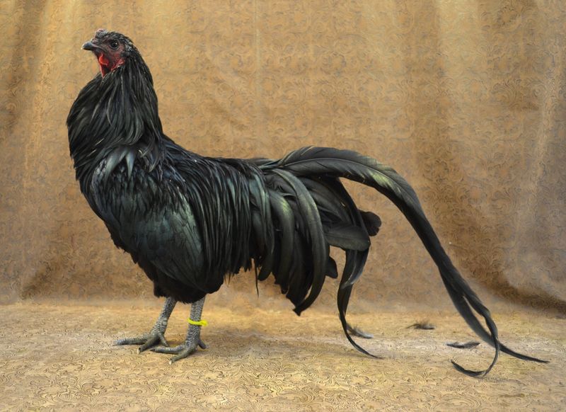 Gamefowl