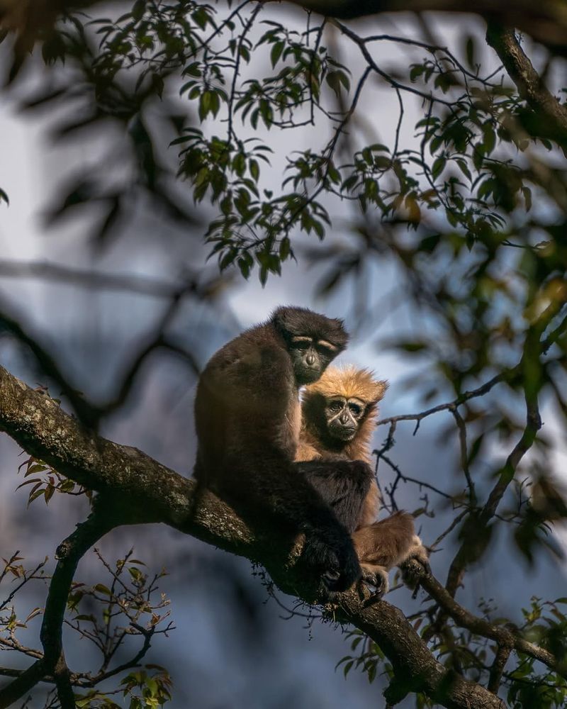 Gaoligong Hoolock Gibbon