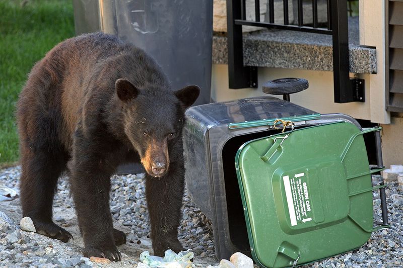 Garbage And Food Scraps