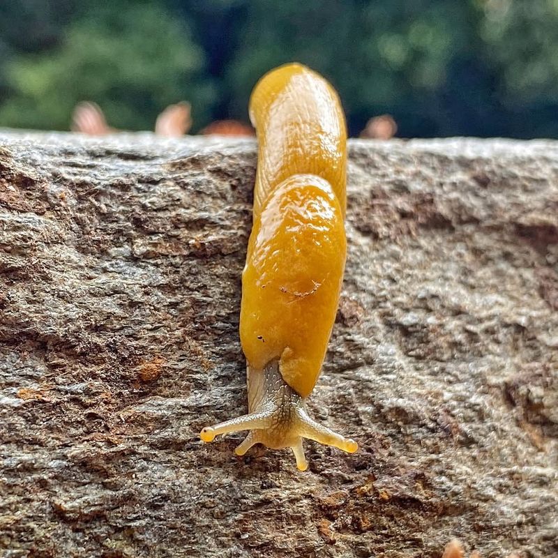 Banana Slug