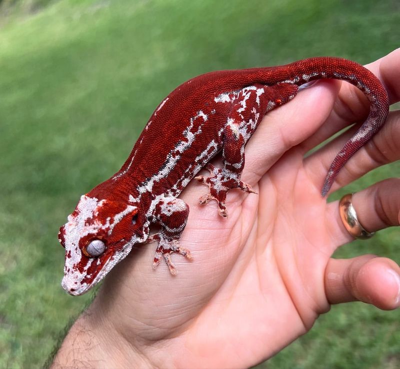 Gargoyle Gecko