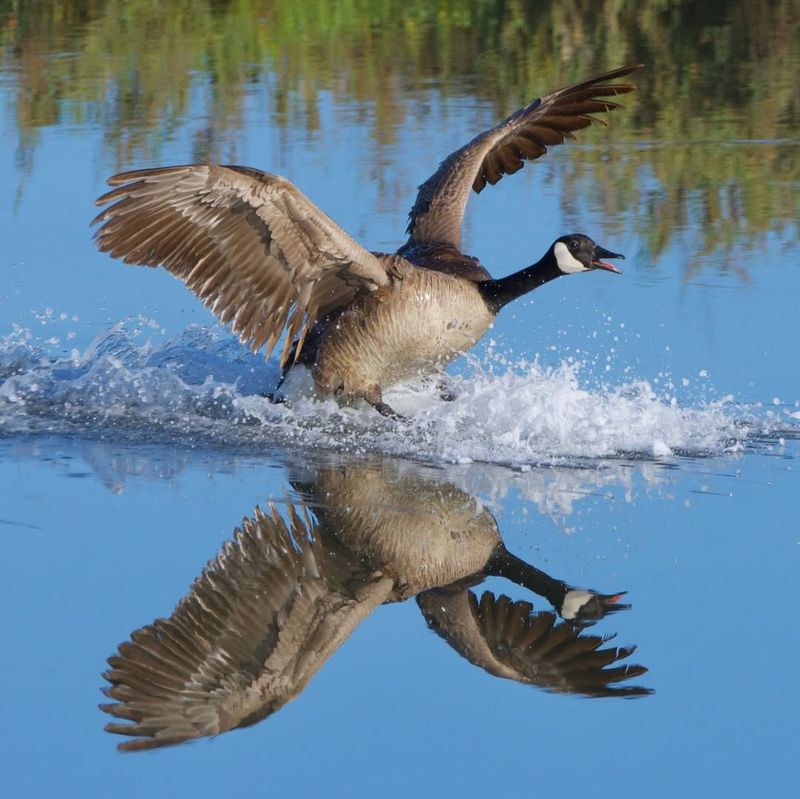 Geese