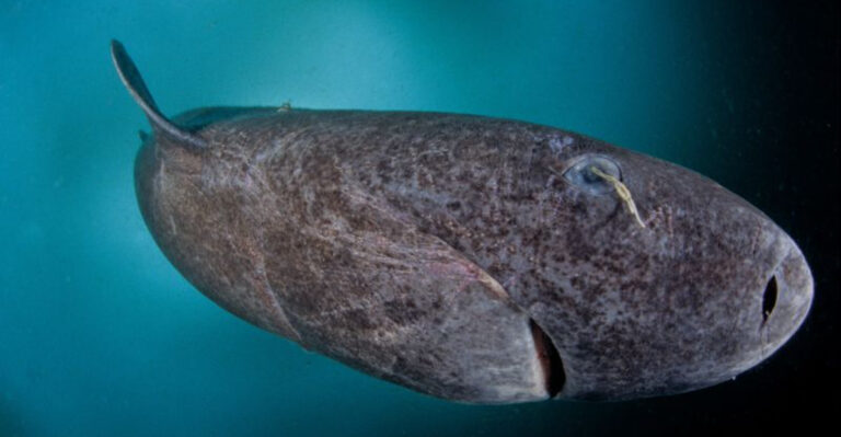 Genetic Tricks That Enable Greenland Sharks To Live For Centuries