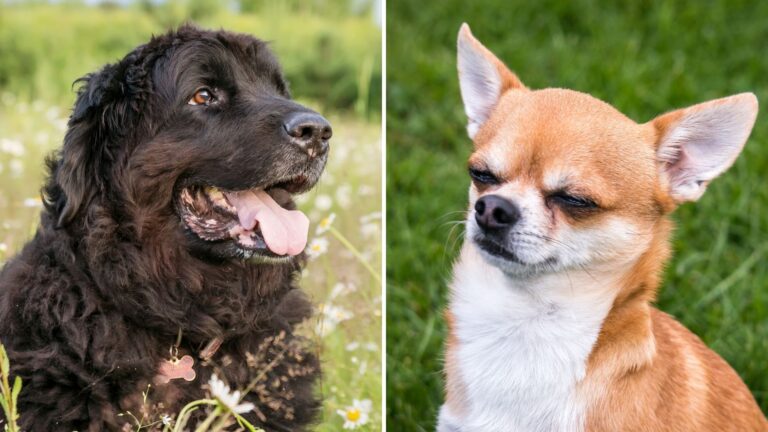 Gentle Giants And Tiny Terrors Big And Small Dogs With Opposite Attitudes