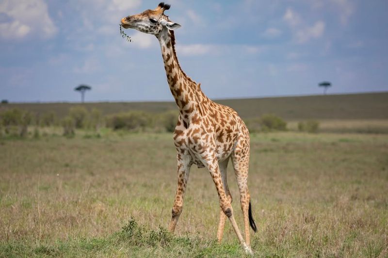 Giraffe Physiology