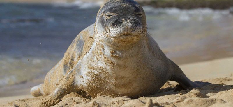 Hawaii - Hawaiian Monk Seal