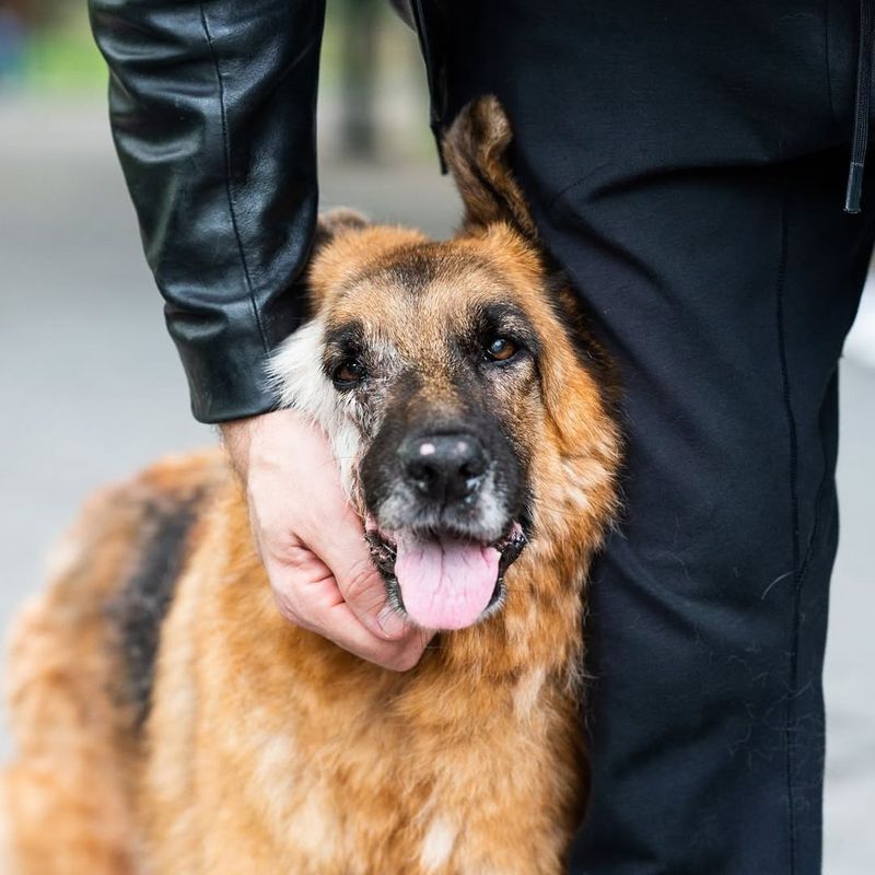 German Shepherd