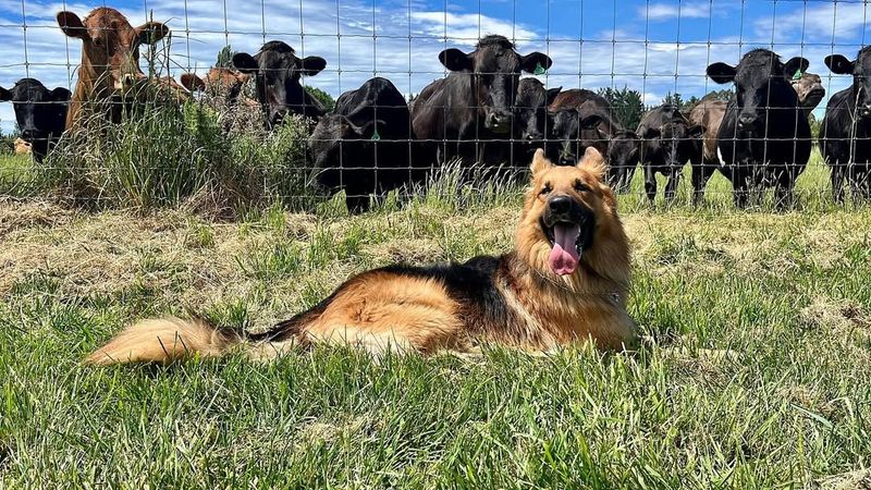 German Shepherd