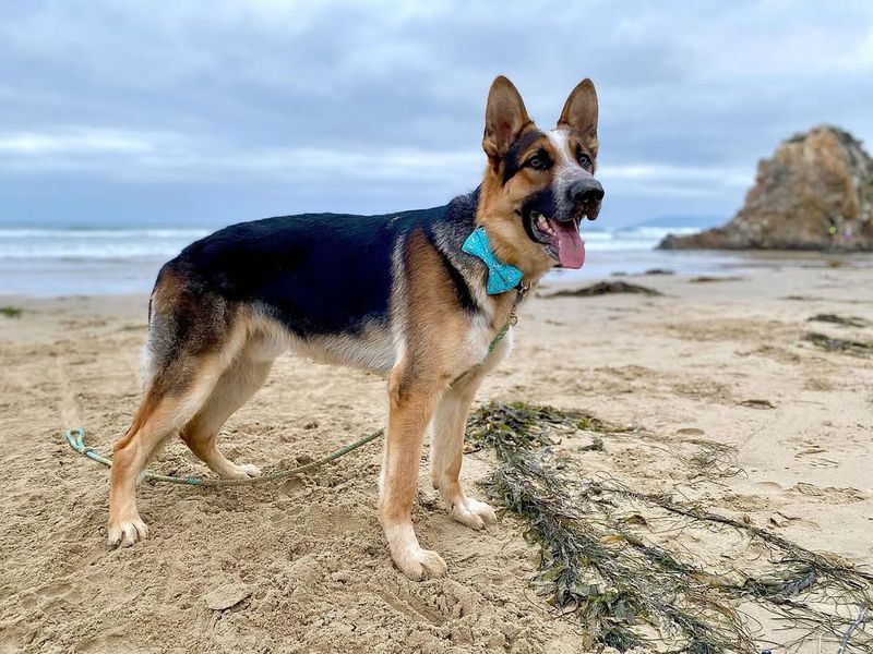 German Shepherd