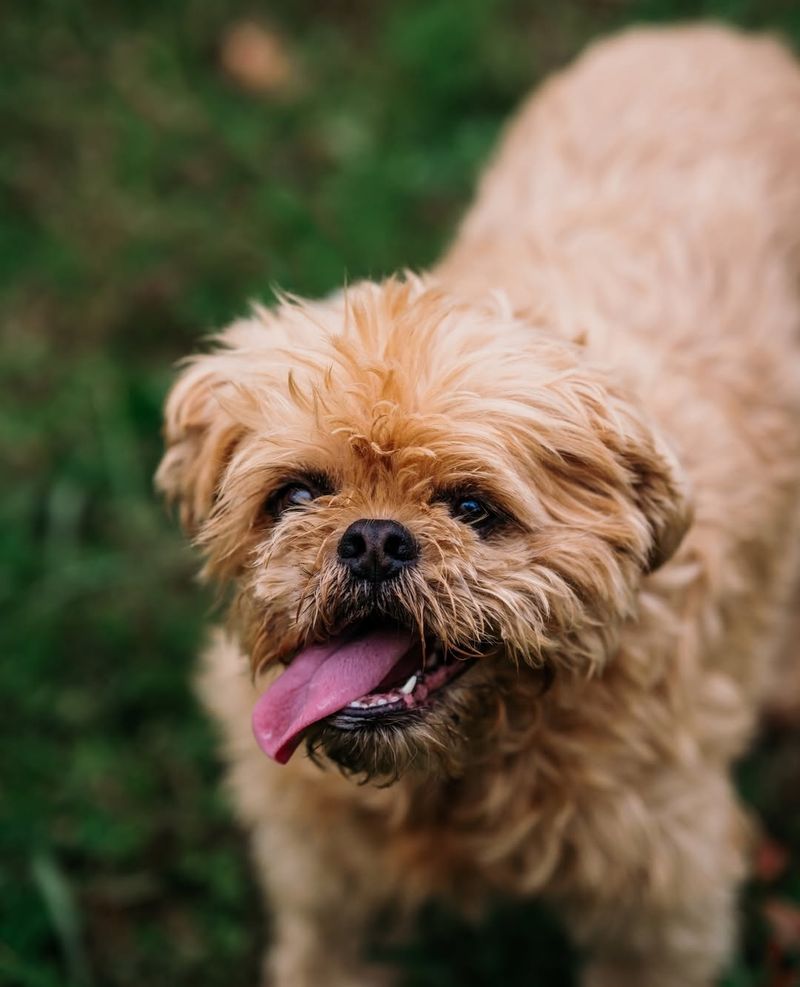 Brussels Griffon