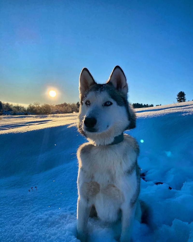 Husky Symbolism