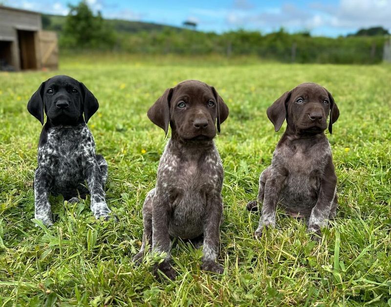 German Shorthaired Pointer