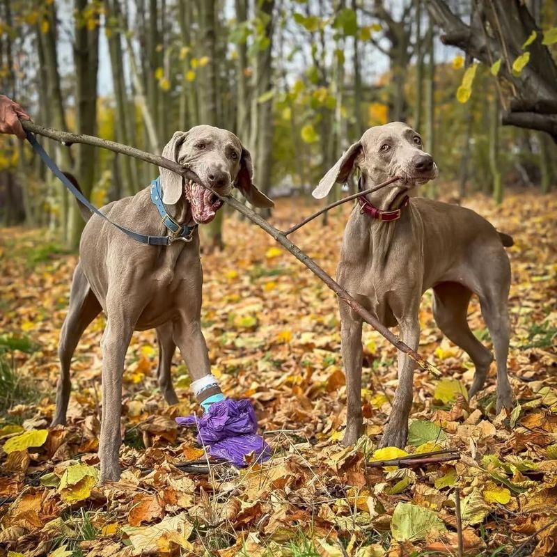 Weimaraner