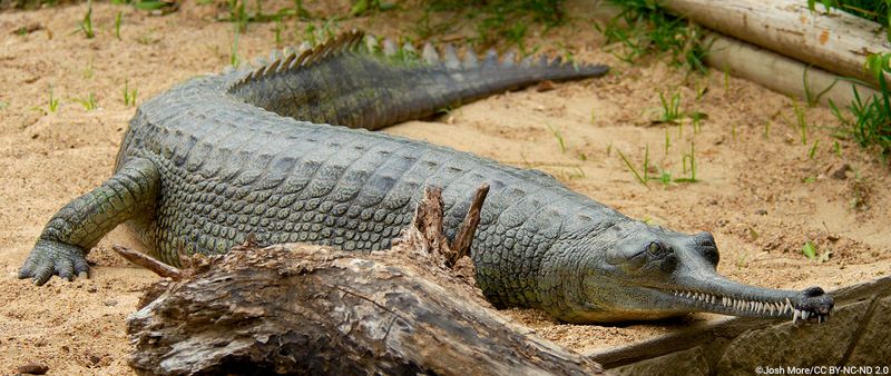 Gharial (Gavialis Gangeticus)