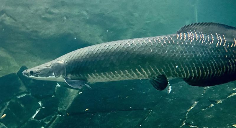 Arapaima