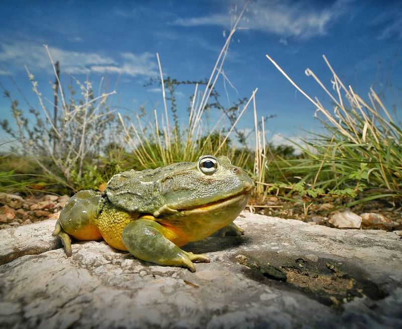Giant Bullfrogs