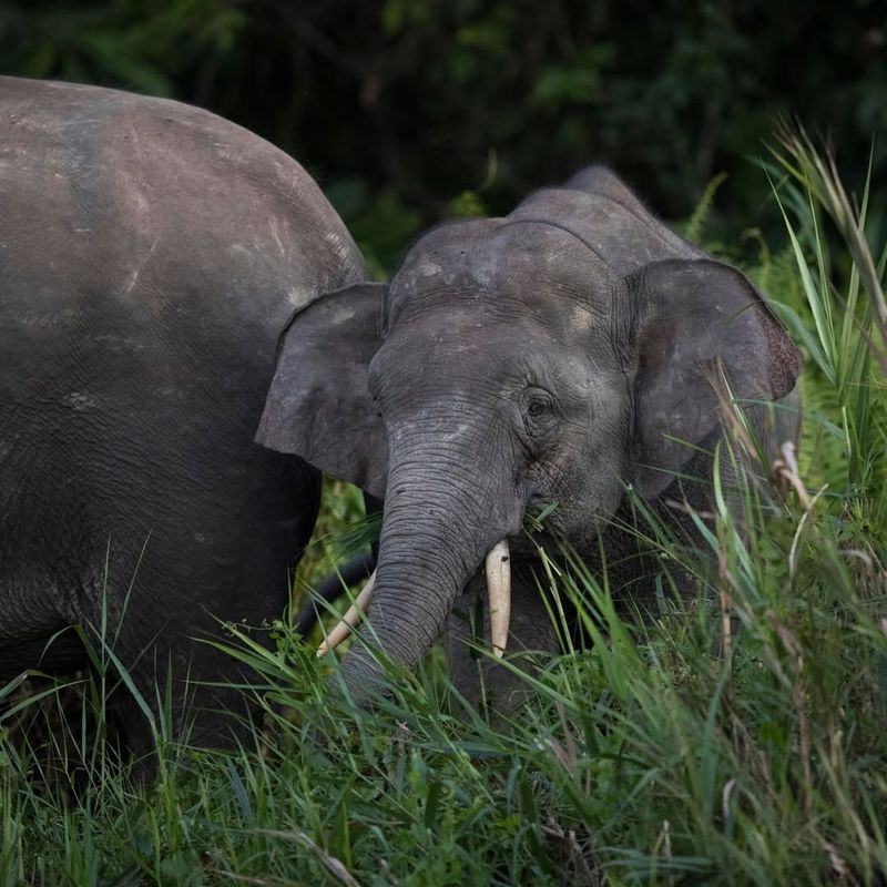 Borneo Elephant