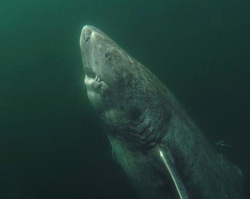 Greenland Shark