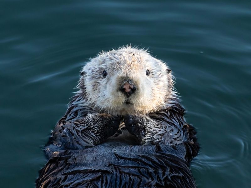 Otter