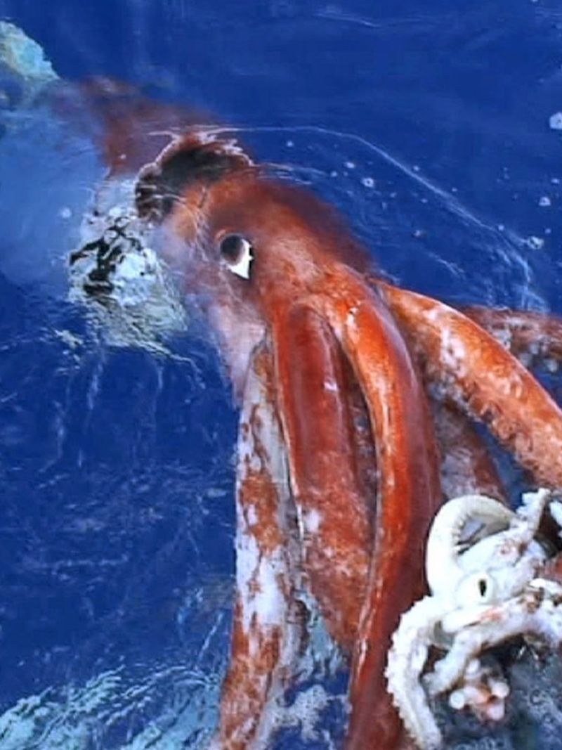 Giant Squid