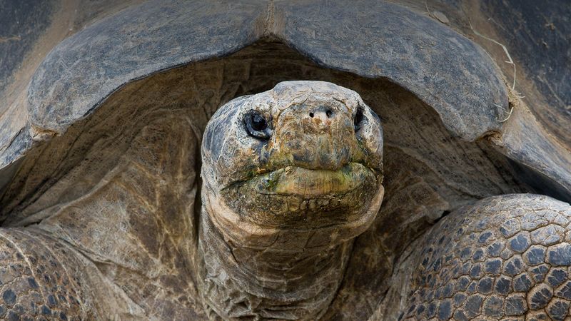 Giant Tortoise Of Galápagos