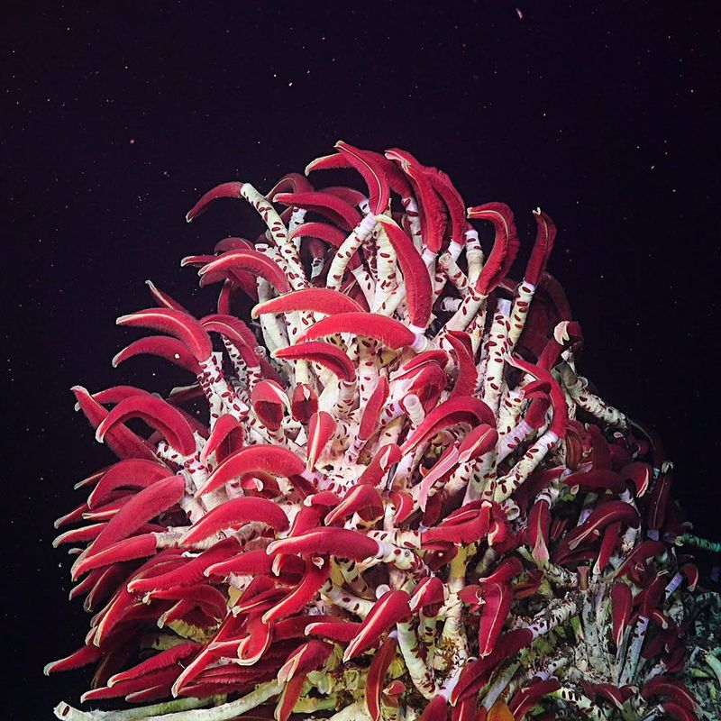 Giant Tube Worm