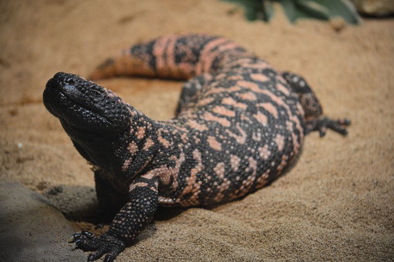 Gila Monster