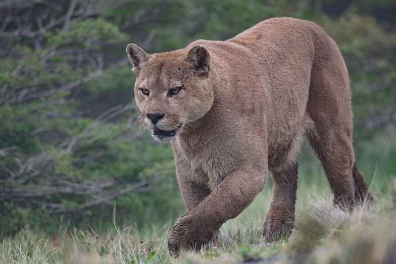 Pumas