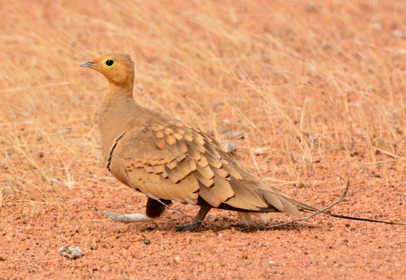 Sandgrouse