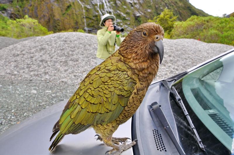 Kea Parrot