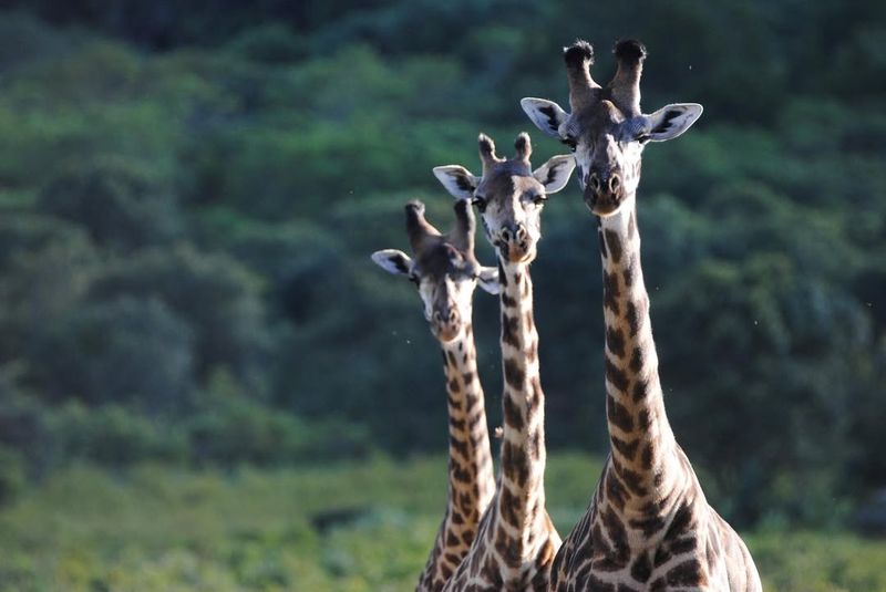 Giraffe Social Structure