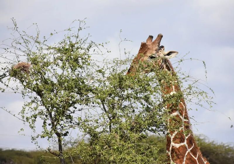 Giraffe Diet And Feeding