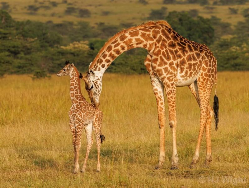 Giraffe Reproduction And Calving