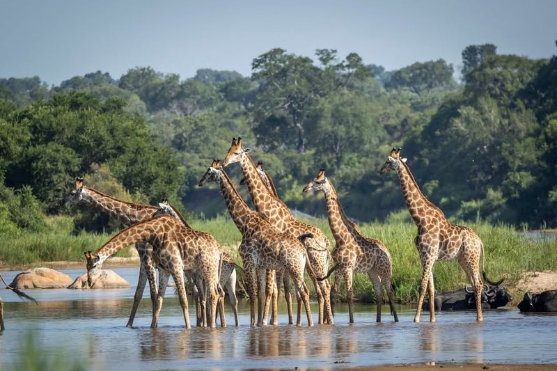 Giraffe Habitat