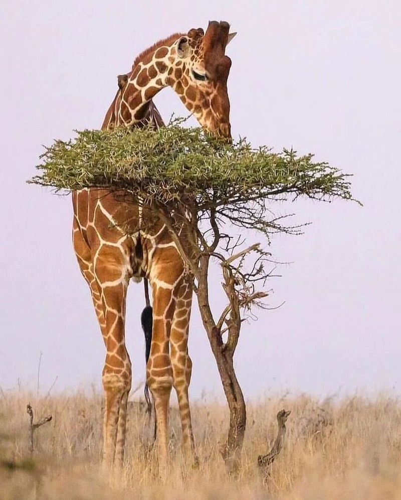 Tallest Among Animals