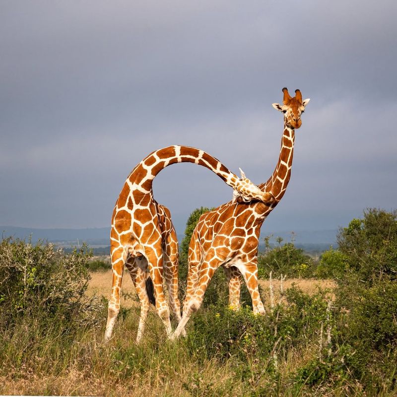 Giraffe Necking