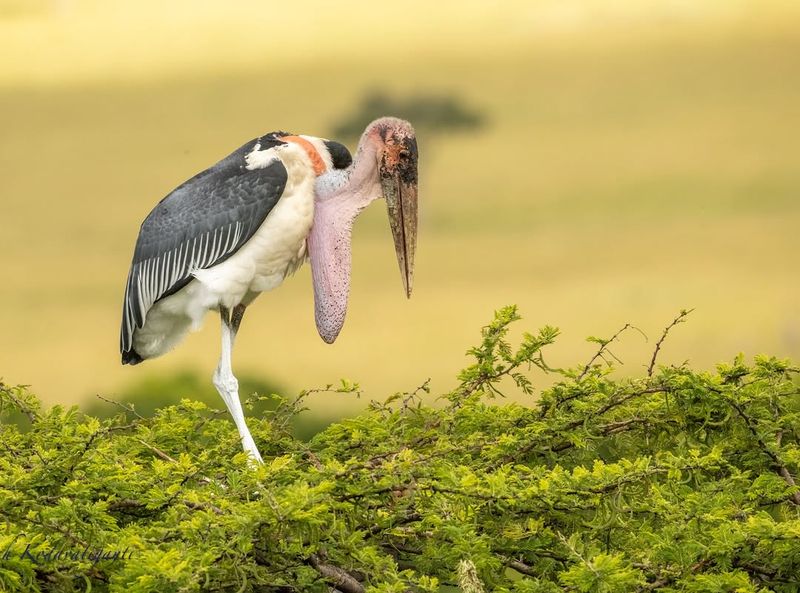 Marabou Stork