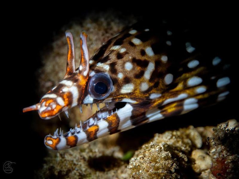 Dragon Moray Eel