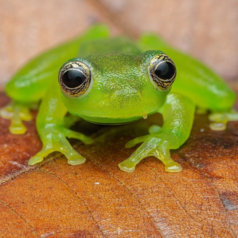 Glass Frog