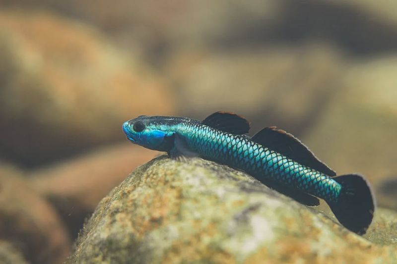 Gobies
