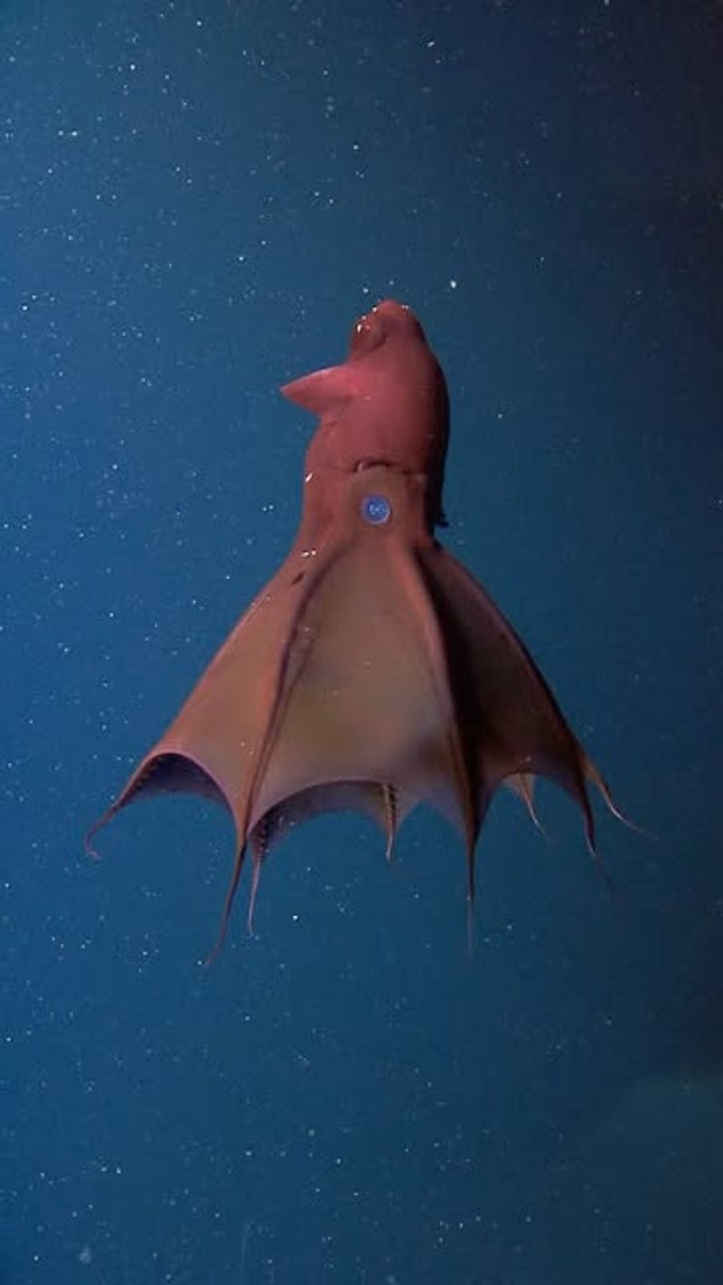 Vampire Squid