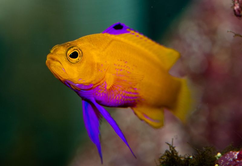Golden Basslet