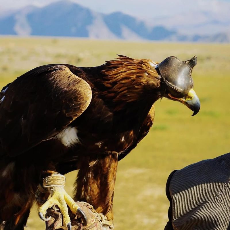 Golden Eagle In Kazakhstan