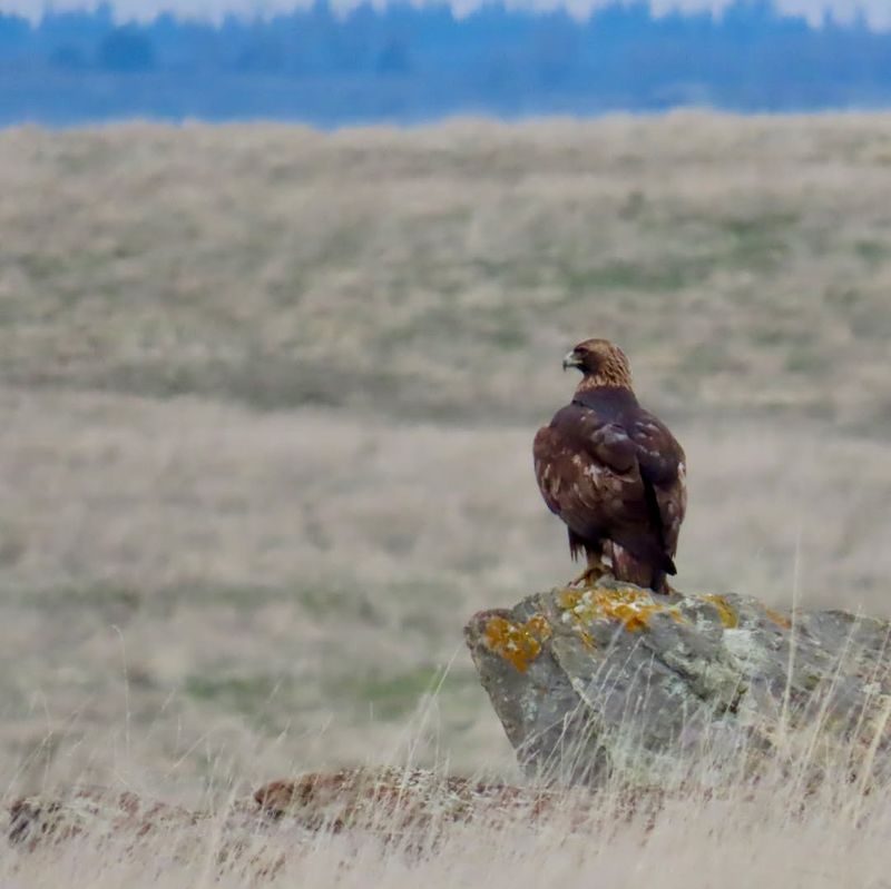 Golden Eagle In Austria