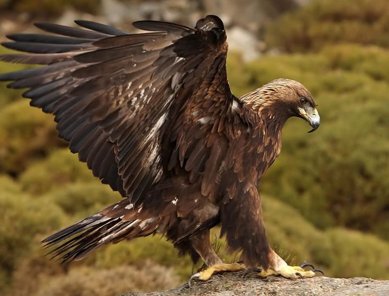 Golden Eagle In Germany